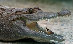 鳄鱼与牙签鸟存在什么互生关系 牙签鸟和鳄鱼的关系