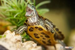 乌龟的生活环境及特点 乌龟的生活方式及特点有哪些