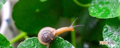 蜗牛的壳怎么来的 蜗牛为什么有个硬硬的壳