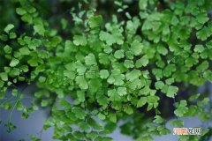 家里养铁线蕨风水好不好 家里为什么不能放铁线蕨