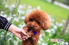 白色卷毛狗是什么品种 卷毛狗的品种及图片