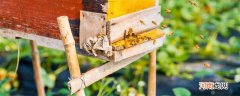 一团蜜蜂怎么找蜂王 结团的蜜蜂怎么找蜂王