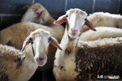 怎么养羊才能赚钱 养羊100只投资需要多少钱
