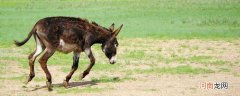 驴的特点 驴有哪些特点