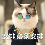 最忠诚的猫咪排行榜 最忠诚的猫前十名