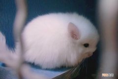 为什么会叫龙猫 龙猫属于什么科动物