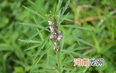 益母草什么时候喝最好 益母草的作用及功效有哪些