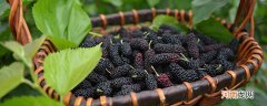 桑葚怎样保存时间长 桑椹怎么长时间保存