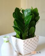 客厅养什么花聚财又镇宅 客厅最旺宅的大型植物