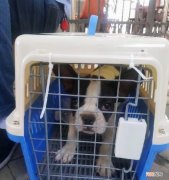 宠物的托运流程介绍 一般宠物托运多少钱