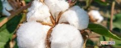 棉纤维是什么面料 棉纤维是什么材质