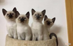 最便宜的宠物猫多少钱一只 十大最受欢迎的宠物猫