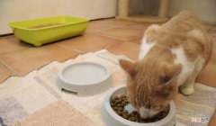 什么猫粮比较有营养且实惠 猫粮什么牌子好又便宜