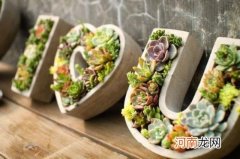 多肉植物怎么养才爆盆 多肉植物怎么养才养得又大又肥