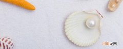 贝壳的形状有哪些 贝壳是什么形状