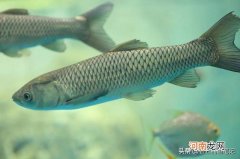 钓草鱼是钓底还是钓浮比较好 草鱼钓多深水合适