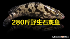 300斤龙胆石斑鱼多少钱一斤 龙胆石斑鱼多少钱一斤