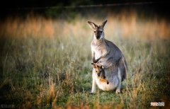 考拉为什么喜欢抱着树睡觉 考拉为什么那么爱睡觉