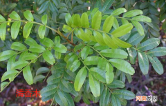 清香木是不是胡椒木 清香木和清香胡椒木有什么区别