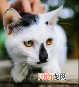 小猫的名字有哪些非常好听 猫咪在古代的名字