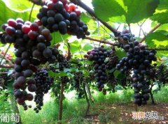 葡萄是在哪个朝代传入中国的 葡萄始于哪个朝代