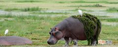 河马的特点 河马有哪些重要特征
