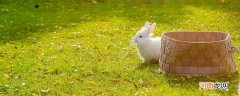白兔的特点 小兔子有哪些特点