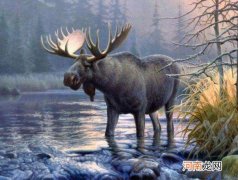 民间说的四不像是什么动物 四不像是什么动物