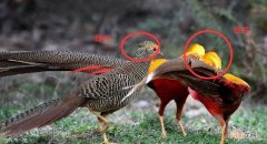 公孔雀开屏什么意思 公孔雀开屏还是母孔雀开屏