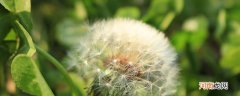 蒲公英不沾水什么原理 蒲公英放在水里为什么不会湿