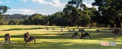 袋鼠的特点 袋鼠有哪些特点
