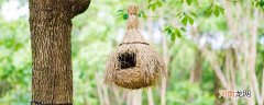 鸟窝有哪些形状 鸟窝有些什么形状的