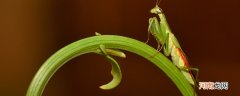 螳螂的特点 螳螂的特点是什么