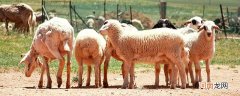 羊的特点 羊的特征是什么