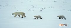北极熊的特点 北极熊特点是什么