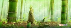 竹笋是什么