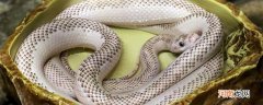 白蛇是几级保护动物