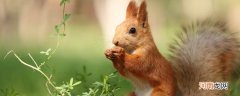 松鼠的寓意及象征