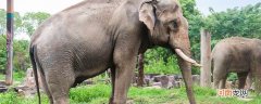亚洲象是不是云南濒危野生动物