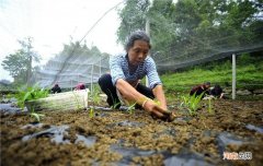 农村创业 农村创业国家扶持项目有哪些