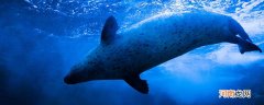 海豹是国家保护动物吗
