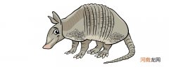 犰狳是什么动物