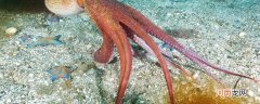 章鱼的天敌