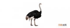 鸵鸟的寿命约为多少年