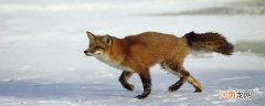狐狸是国家保护动物吗