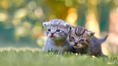 军川农场 浴血奋战的川浙军的统领者是谁？