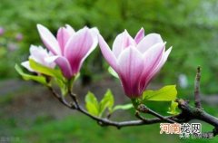 如何画花 怎么把一朵花拍成一幅画的样子？