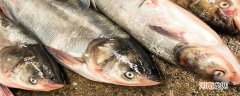 鲫鱼是淡水鱼还是海鱼