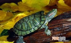 鸳龟 谁知道这是什么龟？怎么养？