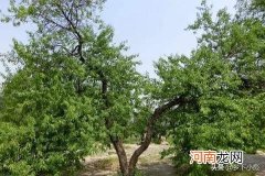 山桃 山桃砧木和毛桃砧木有什么区别？